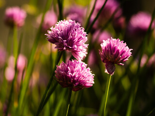 German Garlic purple in gentle breeze 