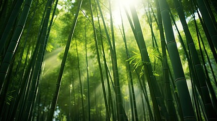 Fototapeta premium stalks bamboo stick