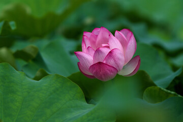 pink lotus flower