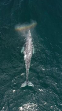 Vertical Screen: Immerse yourself in the captivating world of marine life as you witness a majestic whale swimming in unique vertical video. This footage showcases the grace and beauty of wild animals