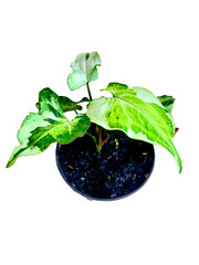 Aroid plants colection varigated