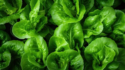 Fototapeta premium crisp agriculture lettuce salad