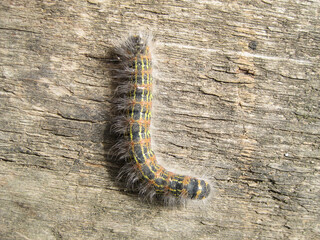 Buff tip moth caterpillar or Phalera bucephala. Closeup of a hairy caterpillar. Garden pests 