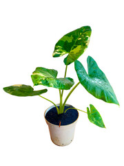 Aroid plants colection varigated