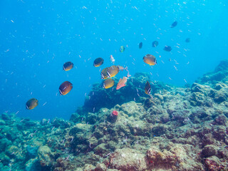 美しいホウライヒメジ（ヒメジ科）、チョウチョウウオ（チョウチョウウオ科）、キビナゴ（ニシン科）他の群れ。

日本国静岡県伊豆半島賀茂郡南伊豆町中木から渡し船で渡るヒリゾ浜にて。
2022年9月水中撮影。
Whitesaddle goatfish (Parupeneus ciliatus) Oriental ButterflyFish (Chaetodon aurites), Silver-Stri