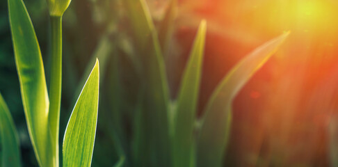 The unnecessary bud of the flower of the Iris flower among green grass with sunlight.