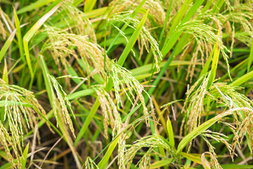 Rice spike in rice field