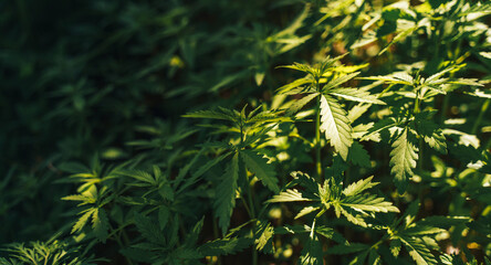 Background of large bushes of wild hemp under sunlight.