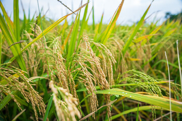 Rice spike in rice field