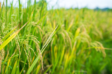 Rice spike in rice field