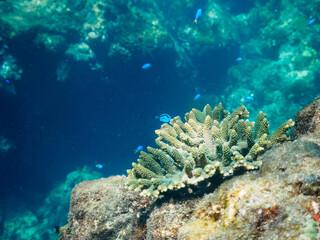 美しいテーブルサンゴと可愛いナンヨウハギ（ニザダイ科）の幼魚とソラスズメダイ（スズメダイ科）他の群れ。

日本国静岡県伊豆半島賀茂郡南伊豆町中木から渡し船で渡るヒリゾ浜にて。
2022年9月水中撮影。
juvenile Palette surgeonfish (Fragtail surgeonfish), Heavenly Damselfish (Pomacentrus coelestis) an