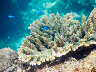 美しいテーブルサンゴと可愛いナンヨウハギ（ニザダイ科）の幼魚とソラスズメダイ（スズメダイ科）他の群れ。

日本国静岡県伊豆半島賀茂郡南伊豆町中木から渡し船で渡るヒリゾ浜にて。
2022年9月水中撮影。
juvenile Palette surgeonfish (Fragtail surgeonfish), Heavenly Damselfish (Pomacentrus coelestis) an