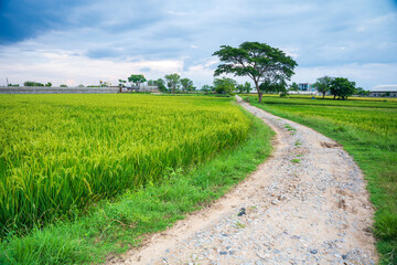 Green rice paddy field plantation in Asia
