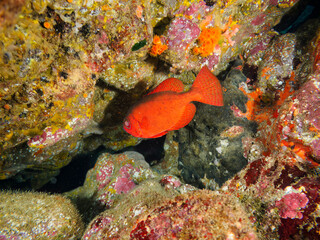 水中洞窟にいる美しいゴマヒレキントキ（キントキダイ科）他。

日本国静岡県伊豆半島賀茂郡南伊豆町中木から渡し船で渡るヒリゾ浜にて。
2022年9月水中撮影。

Beautiful Glasseye, Blotched Bigeye (Heteropriacanthus cruentatus) in underwater cave.
