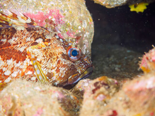 水中洞窟にいる美しいカサゴ（フサカサゴ科）。

日本国静岡県伊豆半島賀茂郡南伊豆町中木から渡し船で渡るヒリゾ浜にて。
2022年9月水中撮影。

Beautiful Marbled Rockfish (Sebastiscus marmoratus) in underwater cave.
