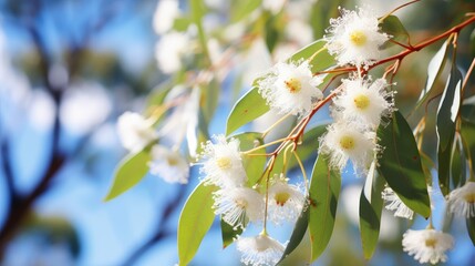 eucalyptus essential oil plants