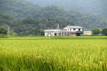 Obraz premium Sanxing Township's rice fields and countryside allure many tourists. Situated by the mountains, Sanxing's unique climate and natural environment draw visitors with its stunning scenery.