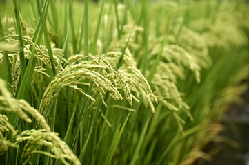 Rice spikelet formation is vital in rice growth, directly impacting harvest. Scientific field management and timely measures boost spikelet formation, improving rice yield and quality.