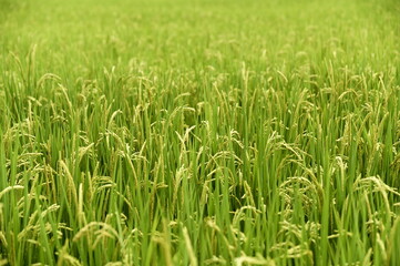 Rice is packed with carbohydrates, protein, fat, vitamins, and minerals, serving as a vital energy source and essential nutrients. Processed rice products include rice, noodles, and porridge.