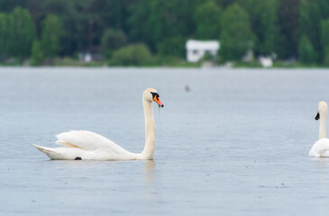 Graceful white Swan swimming in the lake, swans in the wild. Portrait of a white swan swimming on a lake.