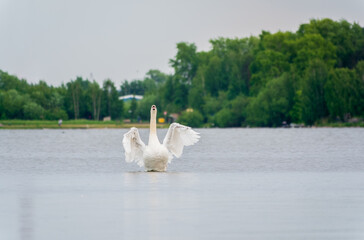 Graceful white Swan swimming in the lake and flaps its wings on the water.