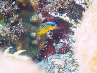 美しいミヤコキセンスズメダイ（スズメダイ科）の幼魚。

日本国静岡県伊豆半島賀茂郡南伊豆町中木から渡し船で渡るヒリゾ浜にて。
2022年9月水中撮影。

A beautiful juvenile of the Surge Damselfish (Chrysiptera leucopoma).
