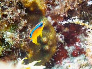 美しいミヤコキセンスズメダイ（スズメダイ科）の幼魚。

日本国静岡県伊豆半島賀茂郡南伊豆町中木から渡し船で渡るヒリゾ浜にて。
2022年9月水中撮影。

A beautiful juvenile of the Surge Damselfish (Chrysiptera leucopoma).
