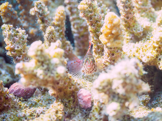 美しいテーブルサンゴと可愛いヒメゴンベ（ゴンベ科）の幼魚他。

日本国静岡県伊豆半島賀茂郡南伊豆町中木から渡し船で渡るヒリゾ浜にて。
2022年9月水中撮影。

Beautiful table corals and lovely juvenile Coral hawkfish (Cirrhitichthys oxycephalus) and others.
