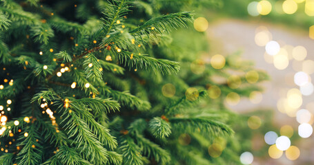 A close-up of a young fir branch with a garland in the summer.