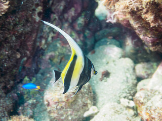 美しいツノダシ（ツノダシ科）の幼魚とソラスズメダイ（スズメダイ科）他の群れ。

日本国静岡県伊豆半島賀茂郡南伊豆町中木から渡し船で渡るヒリゾ浜にて。
2022年9月水中撮影。
Beautiful Moorish Idol juvenile (Zanclus cornutus) juvenile and a school of Heavenly Damselfish (Pomacentrus coe