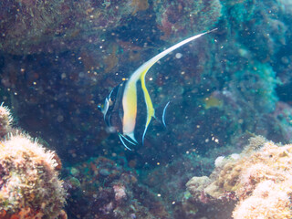 美しいツノダシ（ツノダシ科）の幼魚とソラスズメダイ（スズメダイ科）他の群れ。

日本国静岡県伊豆半島賀茂郡南伊豆町中木から渡し船で渡るヒリゾ浜にて。
2022年9月水中撮影。
Beautiful Moorish Idol juvenile (Zanclus cornutus) juvenile and a school of Heavenly Damselfish (Pomacentrus coe