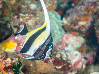 美しいツノダシ（ツノダシ科）の幼魚とソラスズメダイ（スズメダイ科）他の群れ。

日本国静岡県伊豆半島賀茂郡南伊豆町中木から渡し船で渡るヒリゾ浜にて。
2022年9月水中撮影。
Beautiful Moorish Idol juvenile (Zanclus cornutus) juvenile and a school of Heavenly Damselfish (Pomacentrus coe