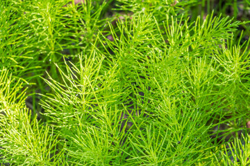 Wood horsetail (Equisetum sylvaticum) growing in the forest close up. Equisetum arvense, the field horsetail or common horsetail. Perennial herb