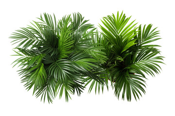 Green areca house plant top view, green trees isolated transparent