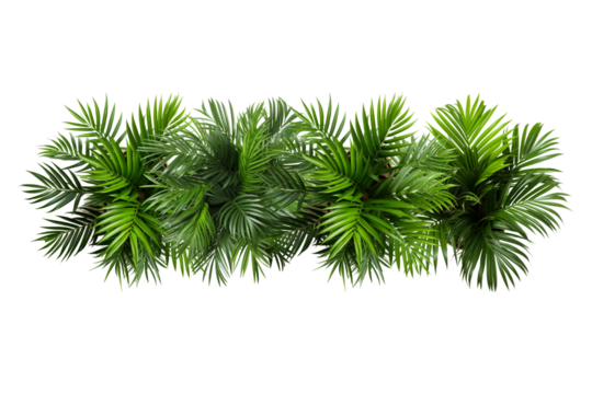 Green areca house plan top view on transparent background