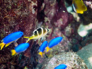 美しいヨコシマクロダイ（フエフキダイ科）の幼魚とソラスズメダイ（スズメダイ科）他の群れ。

日本国静岡県伊豆半島賀茂郡南伊豆町中木から渡し船で渡るヒリゾ浜にて。
2022年9月水中撮影。

Humpnose big-eye bream (Monotaxis grandoculis) juvenile and a school of Heavenly Damselfish (Pomacentrus 