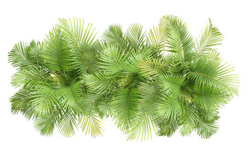 Obraz premium Top view palm leaves tree isolated on transparent background