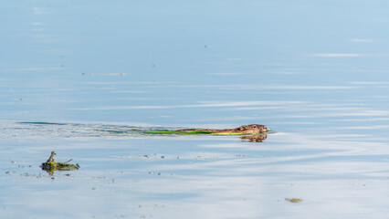 Muskrat, Ondatra zibethicuseats swiming at the surface of the lake water.