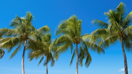 Fototapeta premium paradise sunny palm trees