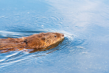 Obraz premium Muskrat, Ondatra zibethicuseats swiming at the surface of the lake water.