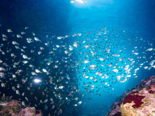 水中洞窟にいる、美しいミナミハタンポ（ハタンポ科）、クロホシイシモチ（テンジクダイ科）他の幼魚の群れ。

日本国静岡県伊豆半島賀茂郡南伊豆町中木から渡し船で渡るヒリゾ浜にて。
2022年9月水中撮影。
Black-Stripe Sweeper (Pempheris schwenkii), a Spotnape cardinalfish (Ostorhinchus notatus), and oth