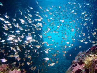 Fototapeta premium 水中洞窟にいる、美しいミナミハタンポ（ハタンポ科）、クロホシイシモチ（テンジクダイ科）他の幼魚の群れ。日本国静岡県伊豆半島賀茂郡南伊豆町中木から渡し船で渡るヒリゾ浜にて。 2022年9月水中撮影。 Black-Stripe Sweeper (Pempheris schwenkii), a Spotnape cardinalfish (Ostorhinchus notatus), and oth