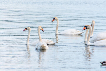 Obraz premium Graceful white Swans swimming in the lake, swans in the wild