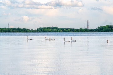 Naklejka premium Graceful white Swans swimming in the lake, swans in the wild