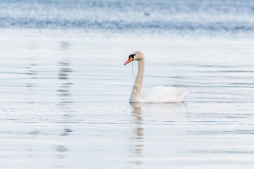 Fototapeta premium Graceful white Swan swimming in the lake, swans in the wild. Portrait of a white swan swimming on a lake.