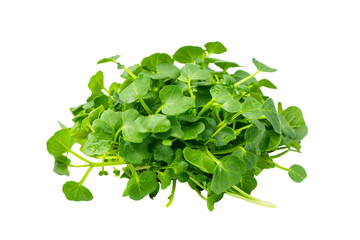 Obraz premium Fresh Watercress Isolated on White Background