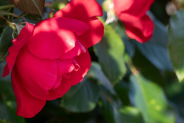 5月の赤いバラ