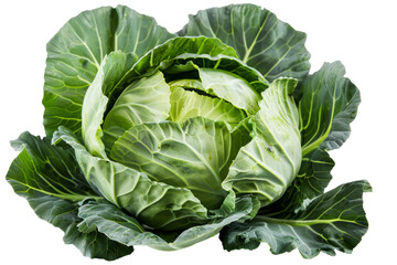Obraz premium Fresh Green Cabbage Isometric on white background