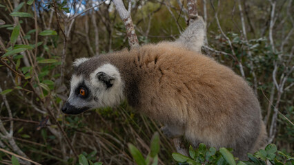 A curious ring-tailed lemur catta is sitting on a tree, looking carefully. Fluffy beige fur, bright orange eyes. Side view.Close-up. Madagascar. Lemur Island.  Nosy Soa Park