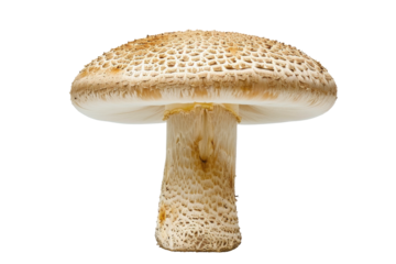 Mushroom Isometric on white background